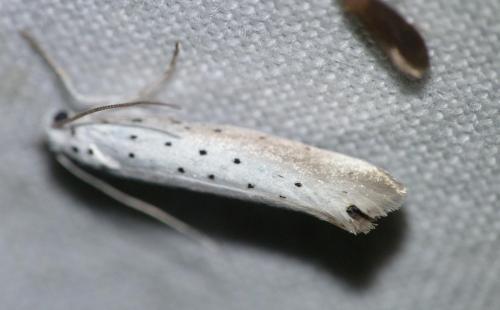 Yponomeuta rorrella